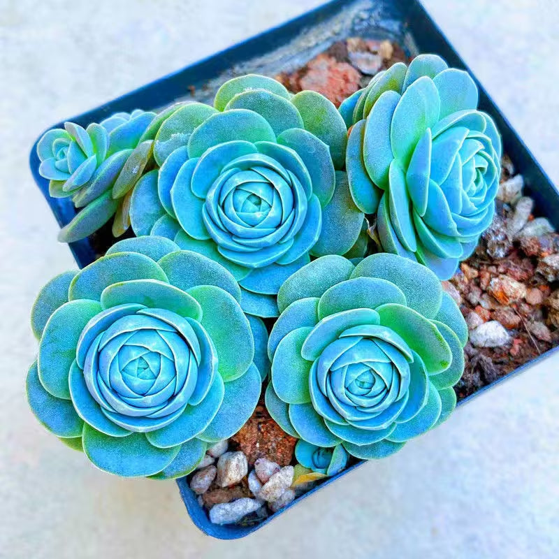 Blue Succulents Witchford Lithops Seeds, 100Pcs/Pack