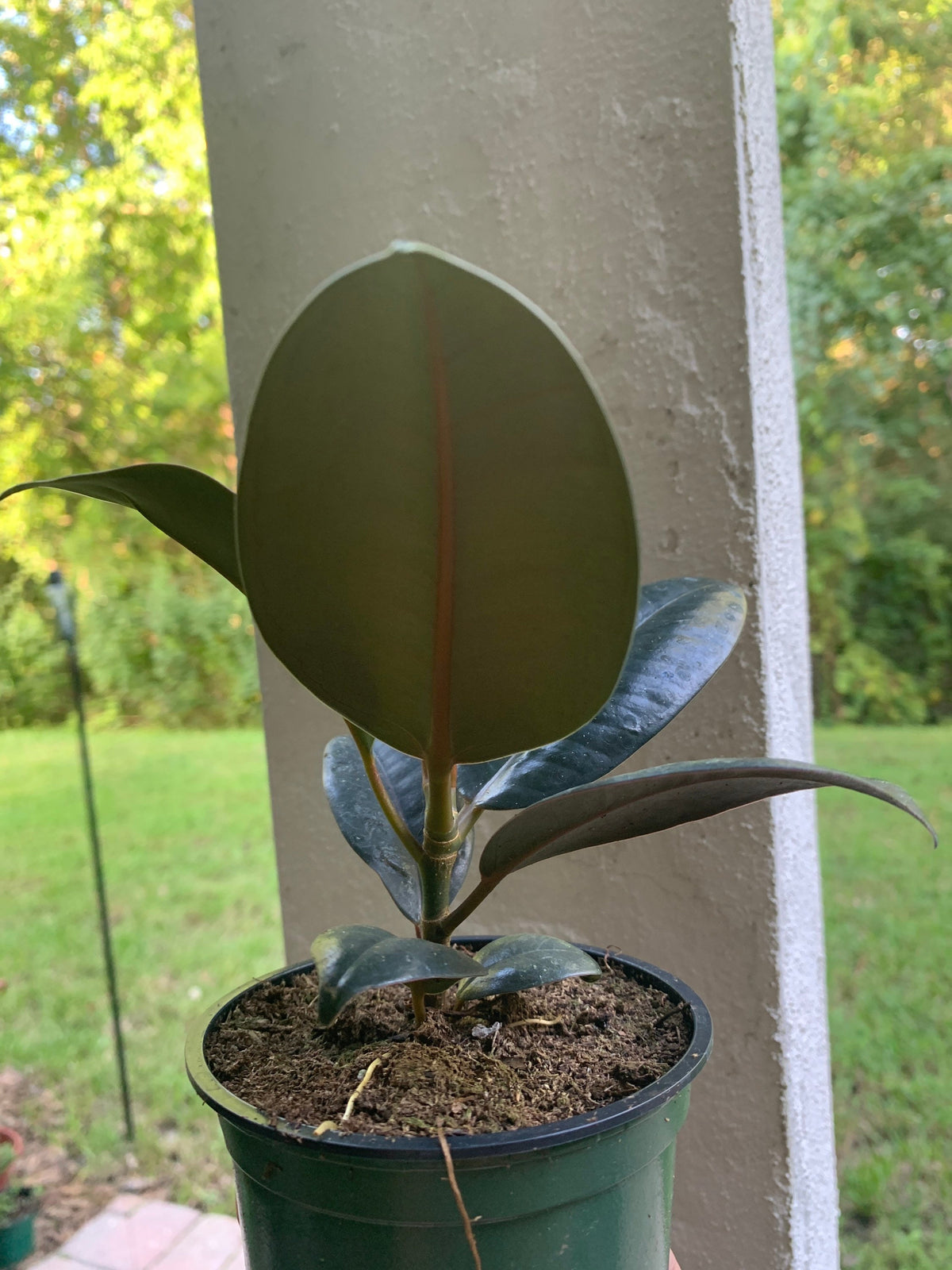 Burgundy Rubber Plant