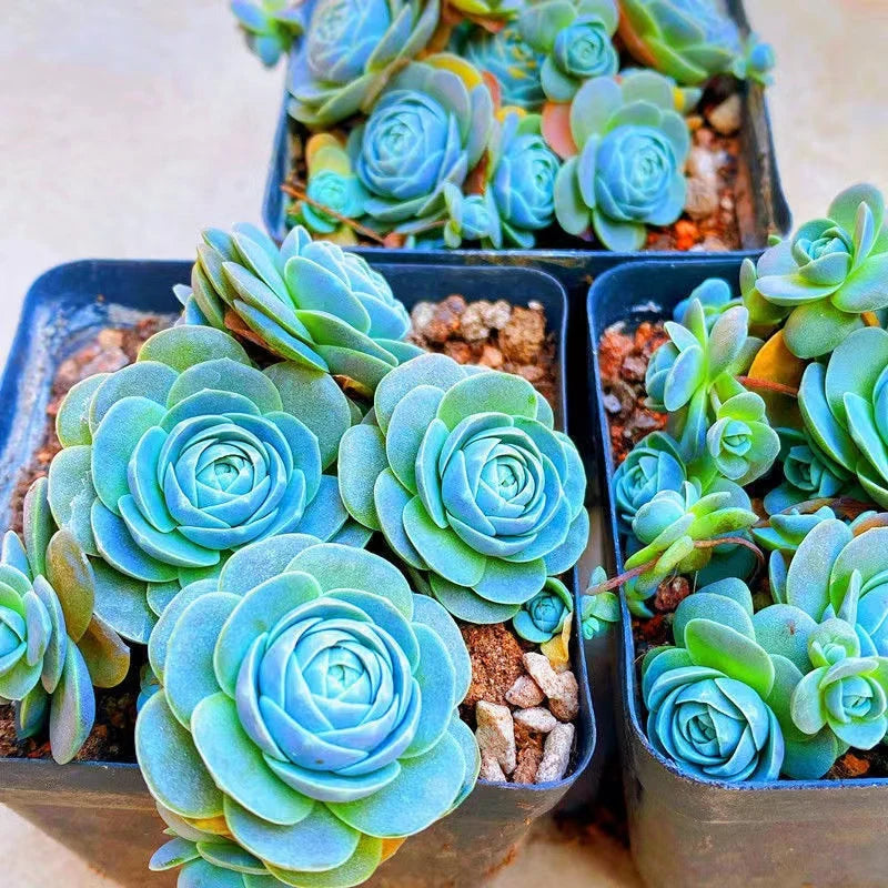 Blue Succulents Witchford Lithops Seeds, 100Pcs/Pack