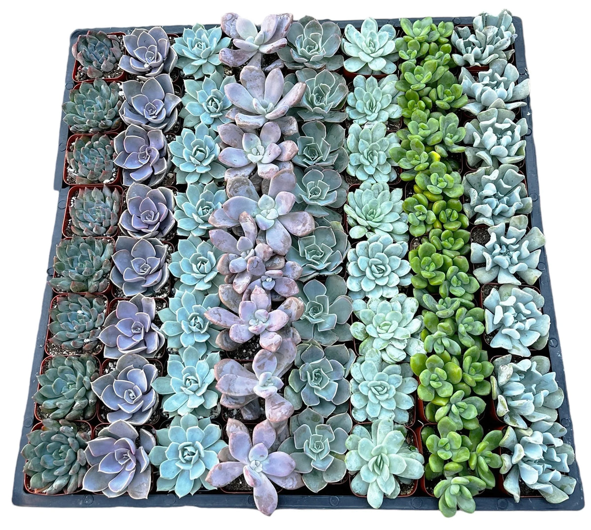 Wholesale Echeveria Rosette Succulents