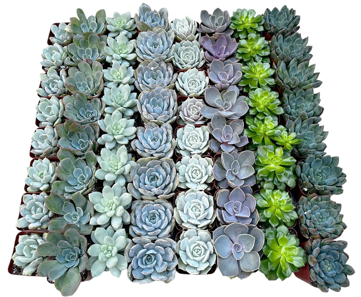 Wholesale Echeveria Rosette Succulents