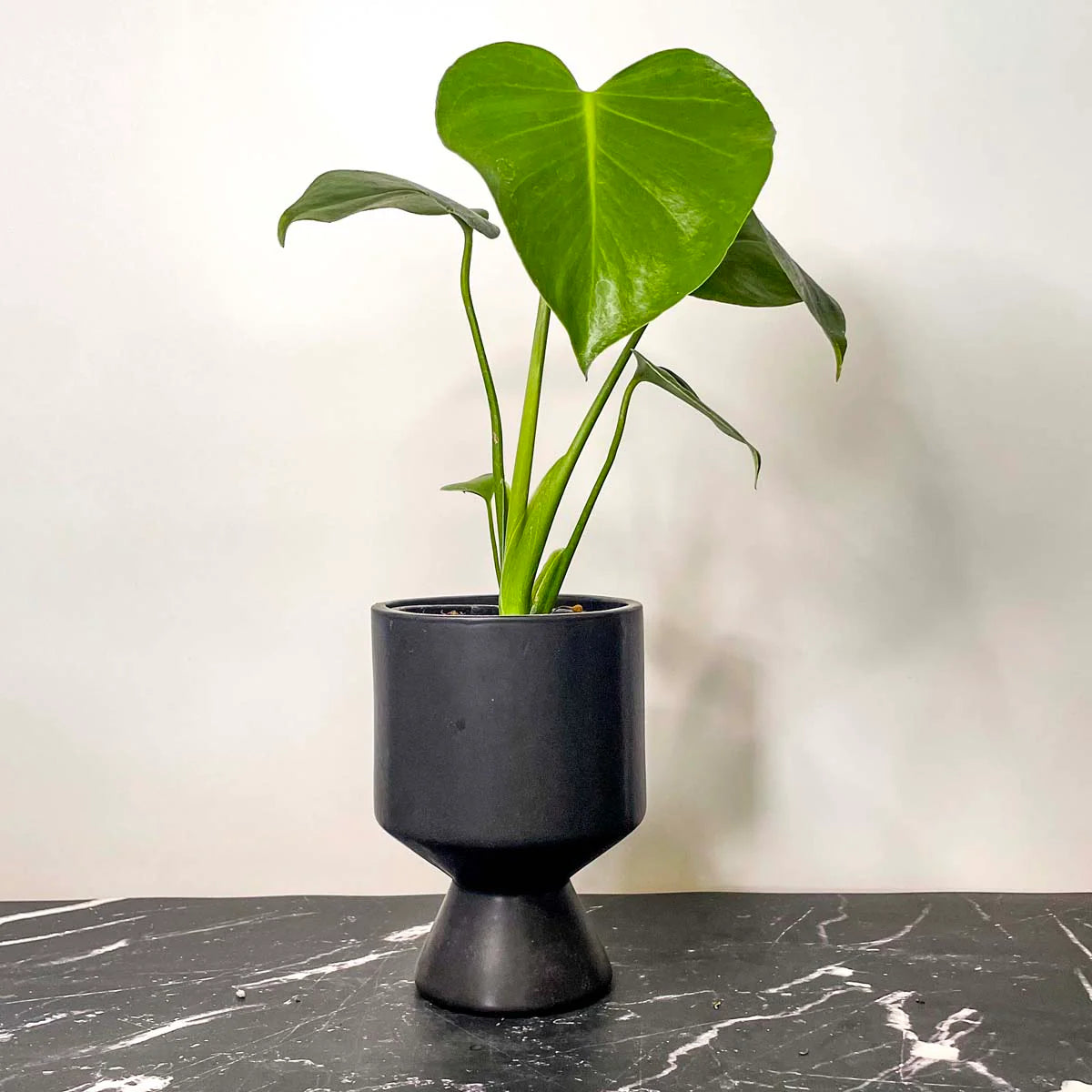 Monstera Deliciosa - Swiss Cheese Plant
