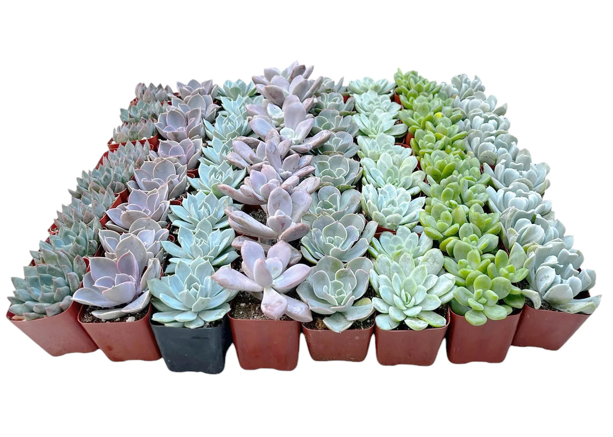 Wholesale Echeveria Rosette Succulents