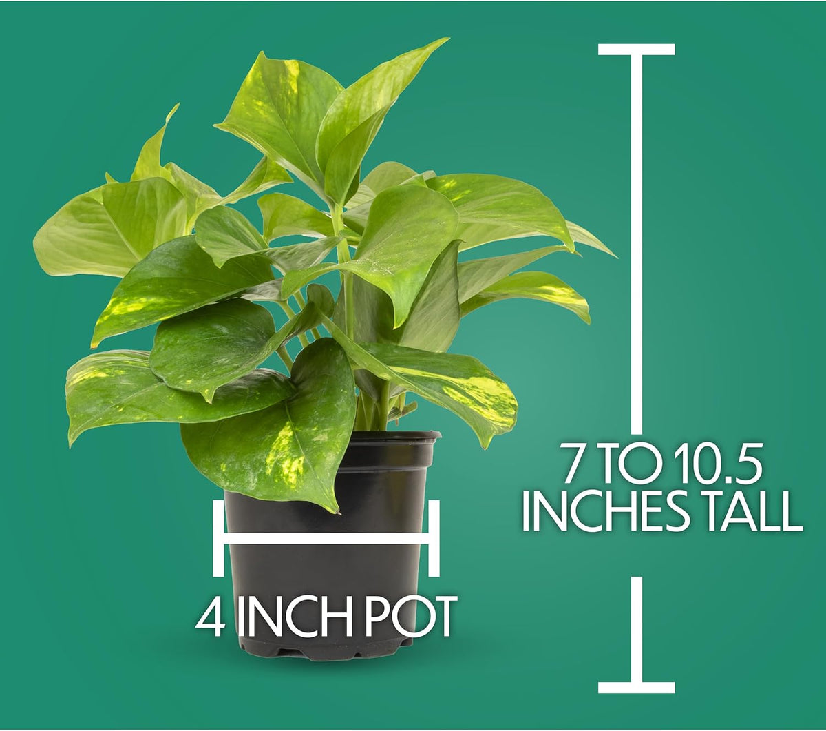 Essential Houseplant Collection (4PK) Live Plants Indoor Plants Live Houseplants in Plant Pots, Easy House Plants Indoors Live, Snake Plant, Pothos in Potting Soil, Clean Air Plants by