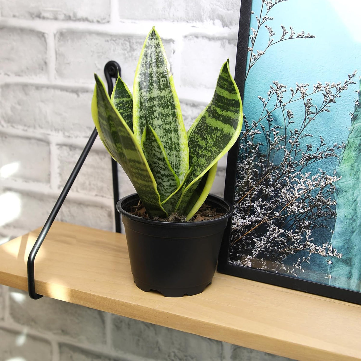 Essential Houseplant Collection (4PK) Live Plants Indoor Plants Live Houseplants in Plant Pots, Easy House Plants Indoors Live, Snake Plant, Pothos in Potting Soil, Clean Air Plants by