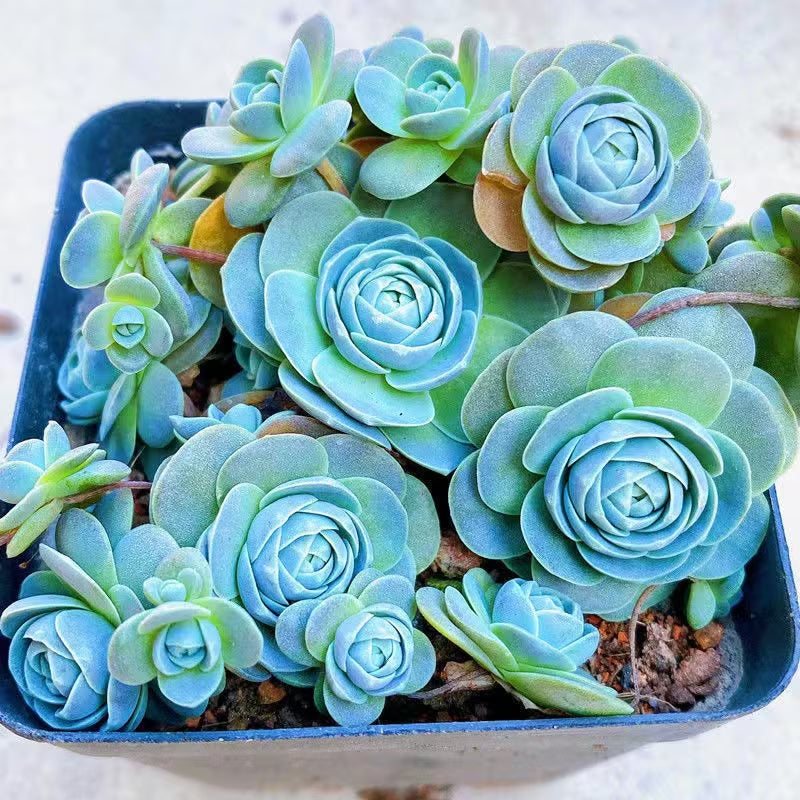 Blue Succulents Witchford Lithops Seeds, 100Pcs/Pack