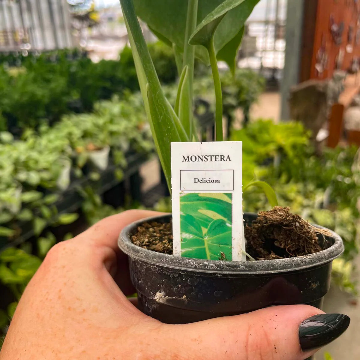 Monstera Deliciosa - Swiss Cheese Plant