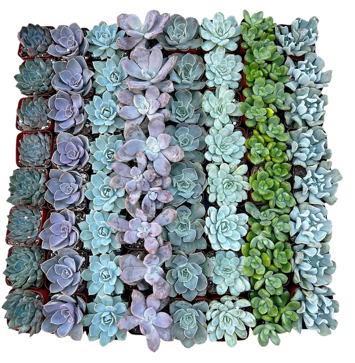Wholesale Echeveria Rosette Succulents
