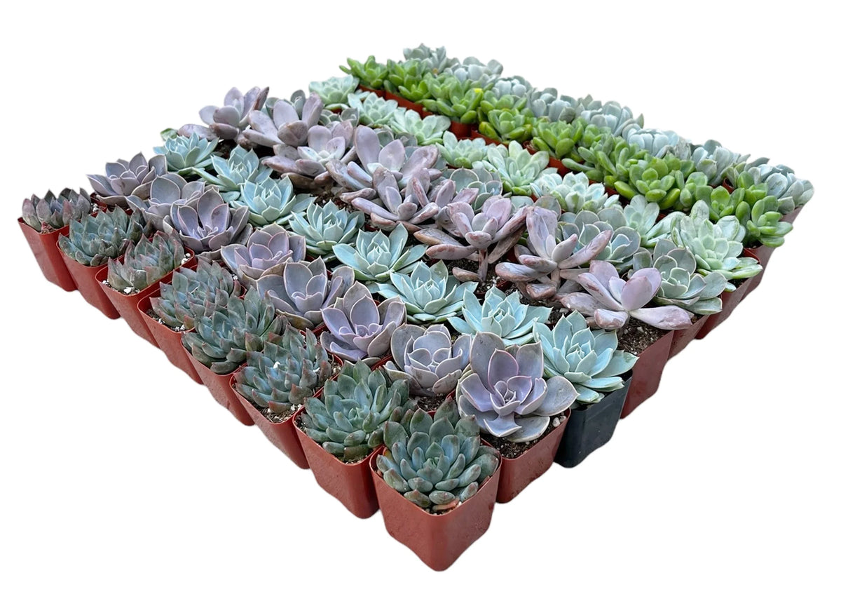 Wholesale Echeveria Rosette Succulents