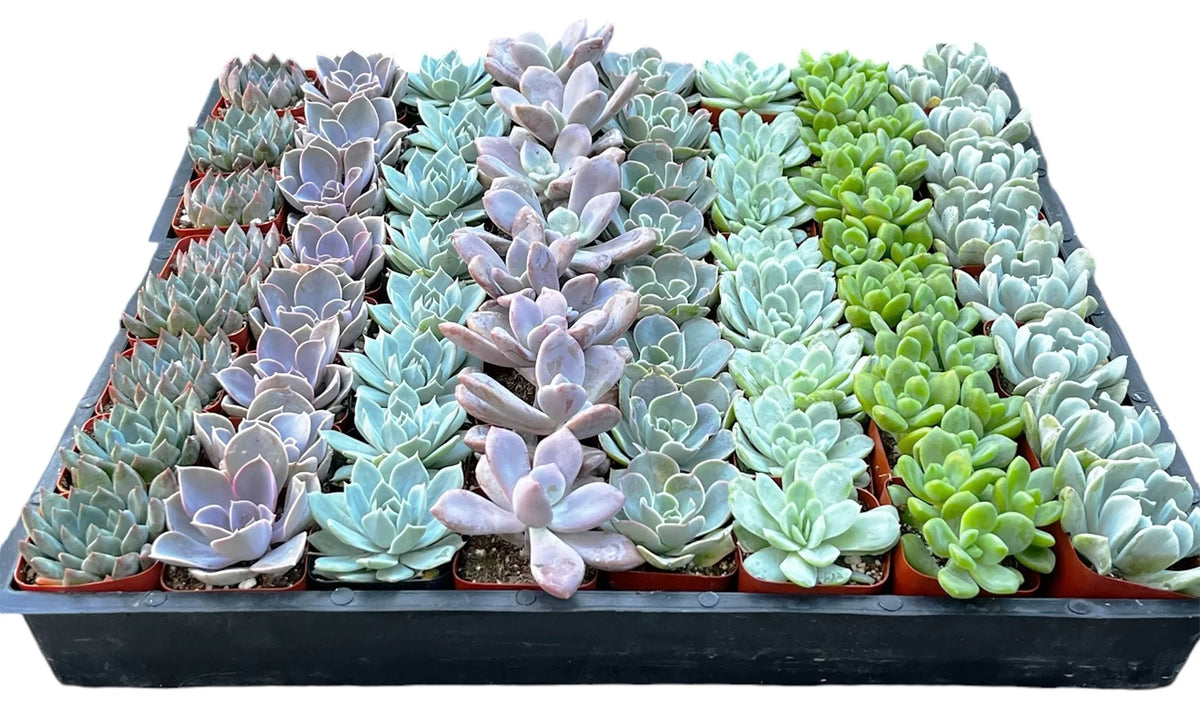 Wholesale Echeveria Rosette Succulents