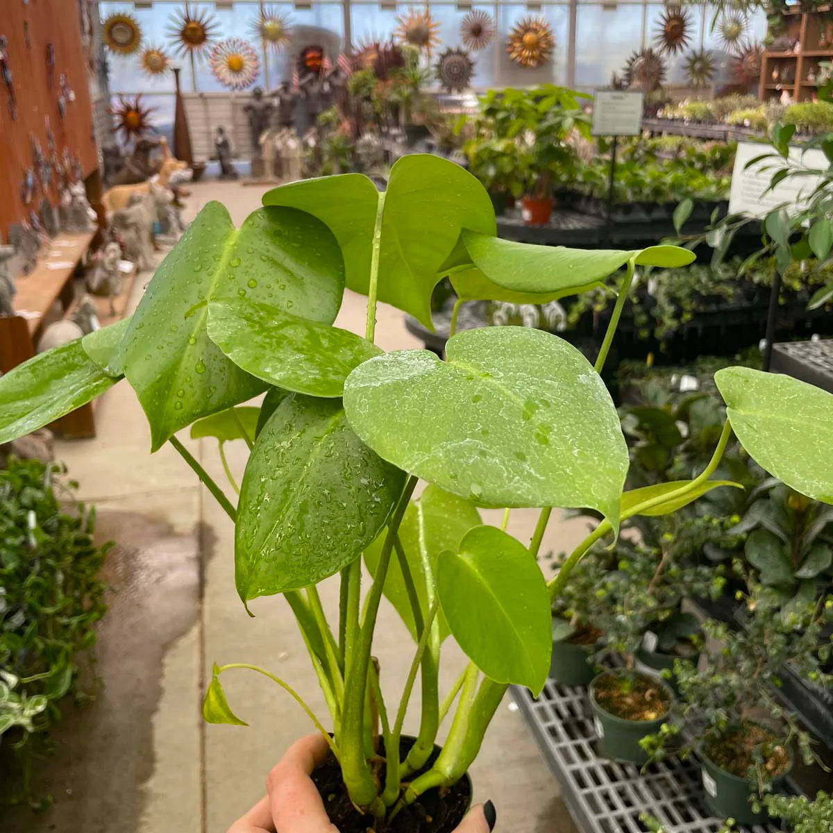 Monstera Deliciosa - Swiss Cheese Plant