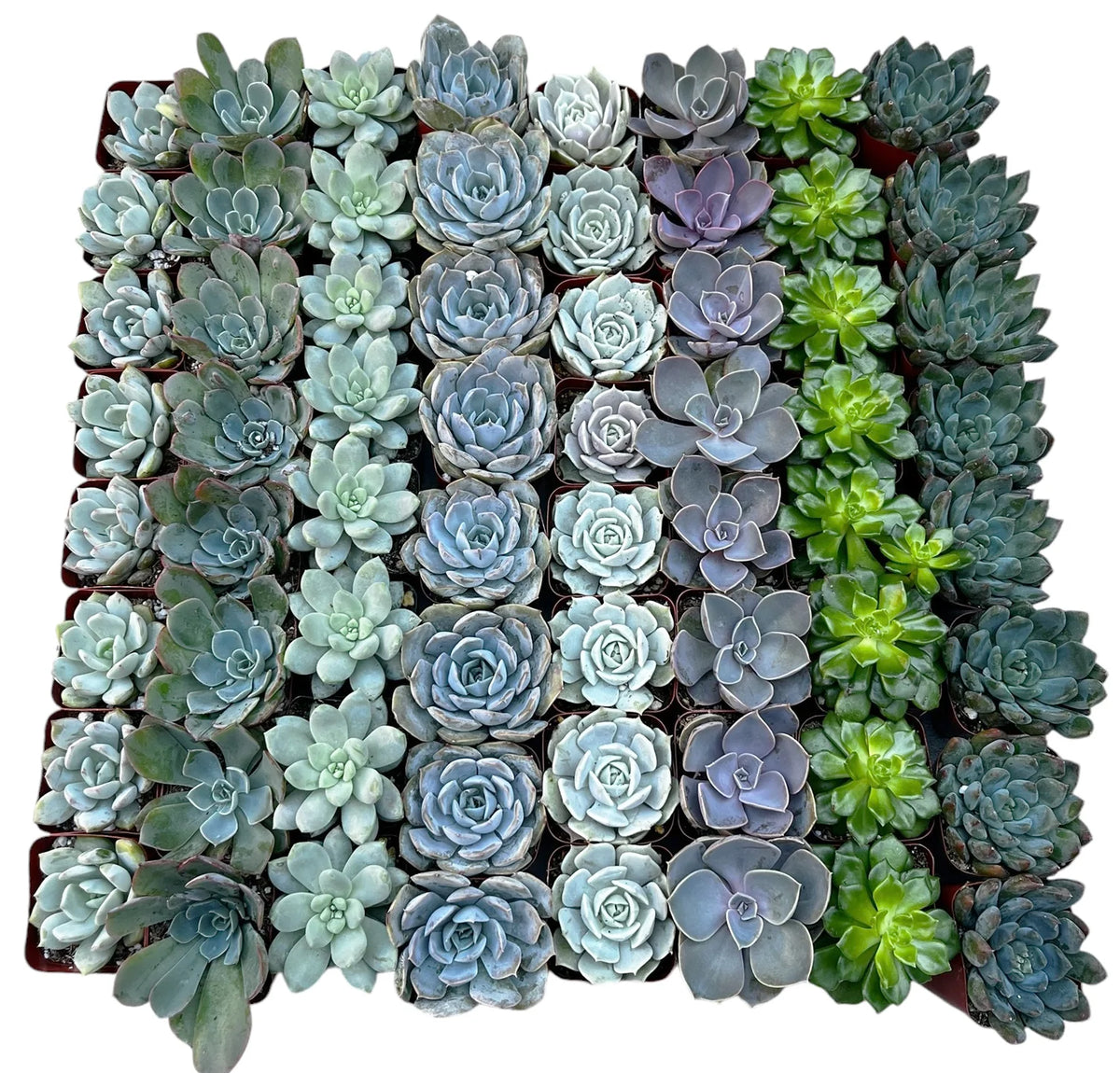 Wholesale Echeveria Rosette Succulents
