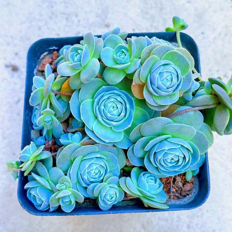 Blue Succulents Witchford Lithops Seeds, 100Pcs/Pack