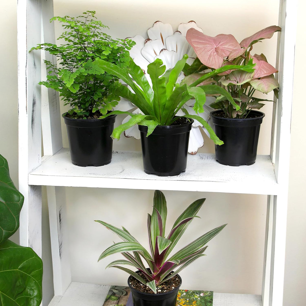 Essential Houseplant Collection (4PK) Live Plants Indoor Plants Live Houseplants in Plant Pots, Easy House Plants Indoors Live, Snake Plant, Pothos in Potting Soil, Clean Air Plants by