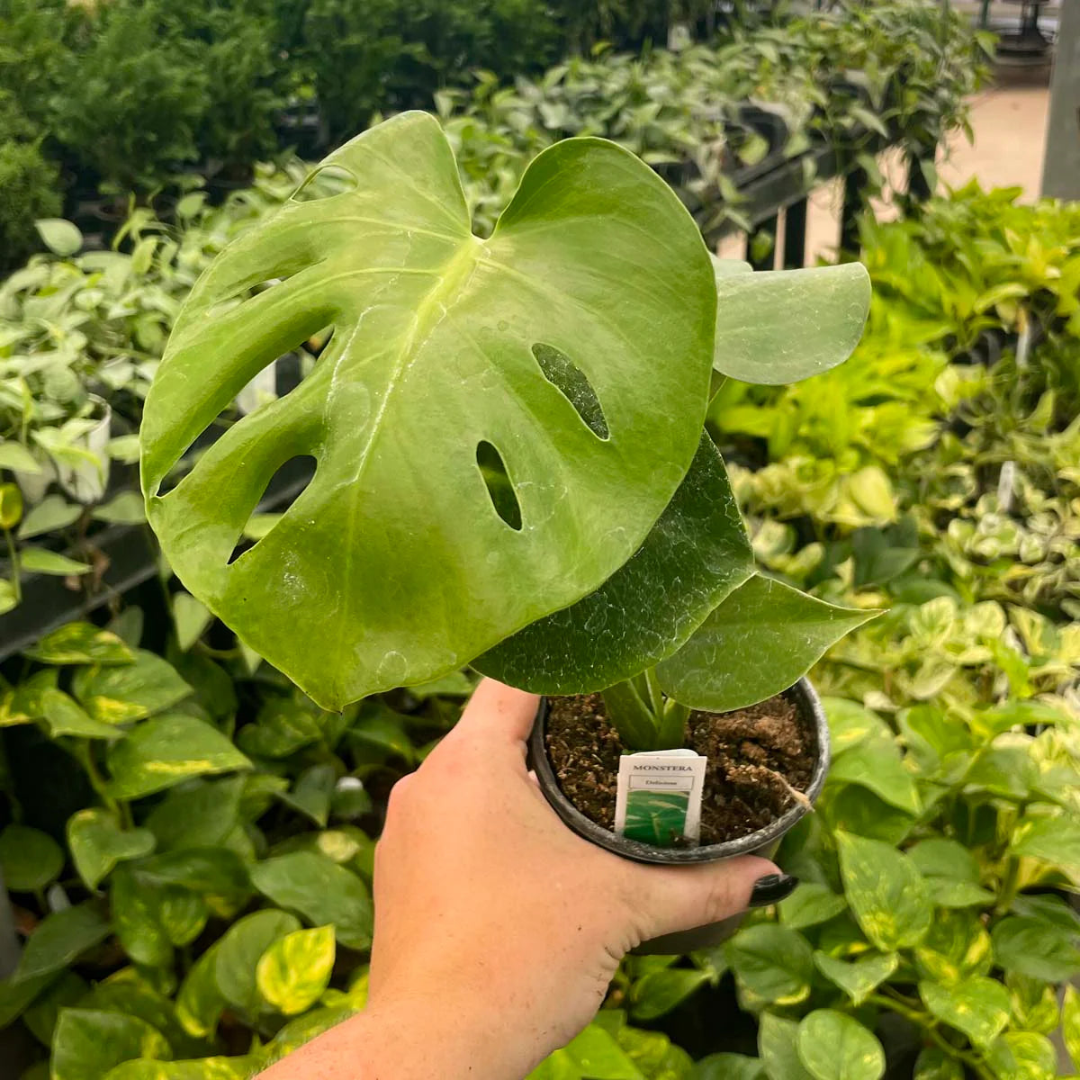 Monstera Deliciosa - Swiss Cheese Plant