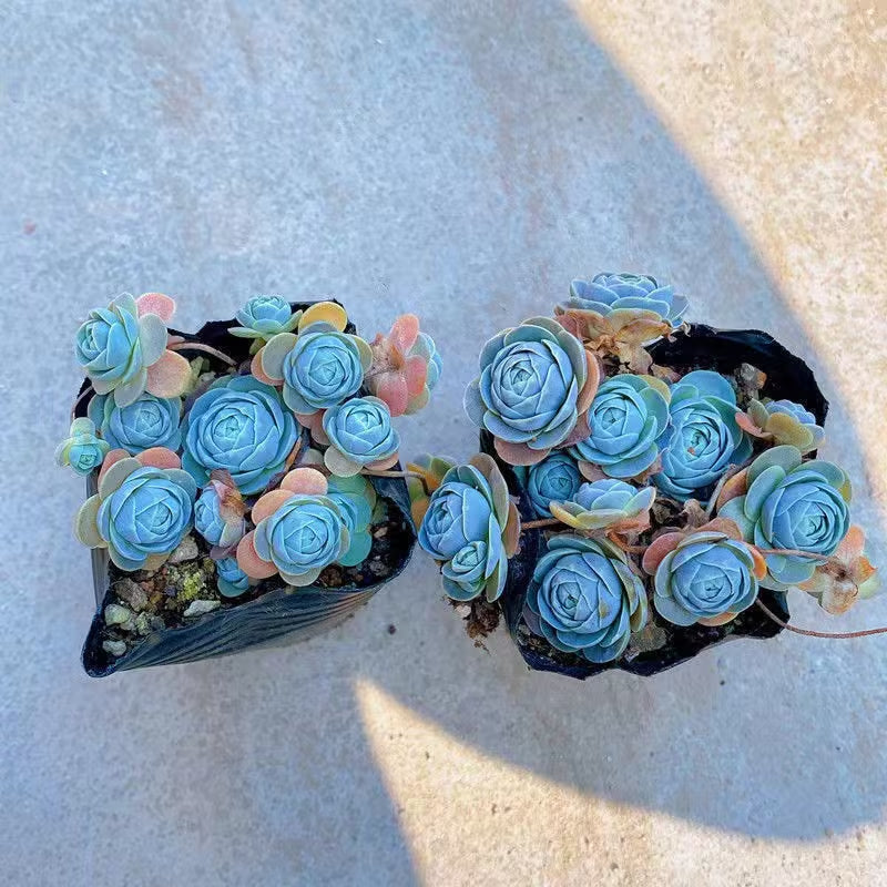 Blue Succulents Witchford Lithops Seeds, 100Pcs/Pack