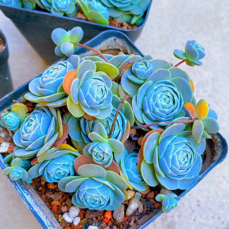 Blue Succulents Witchford Lithops Seeds, 100Pcs/Pack