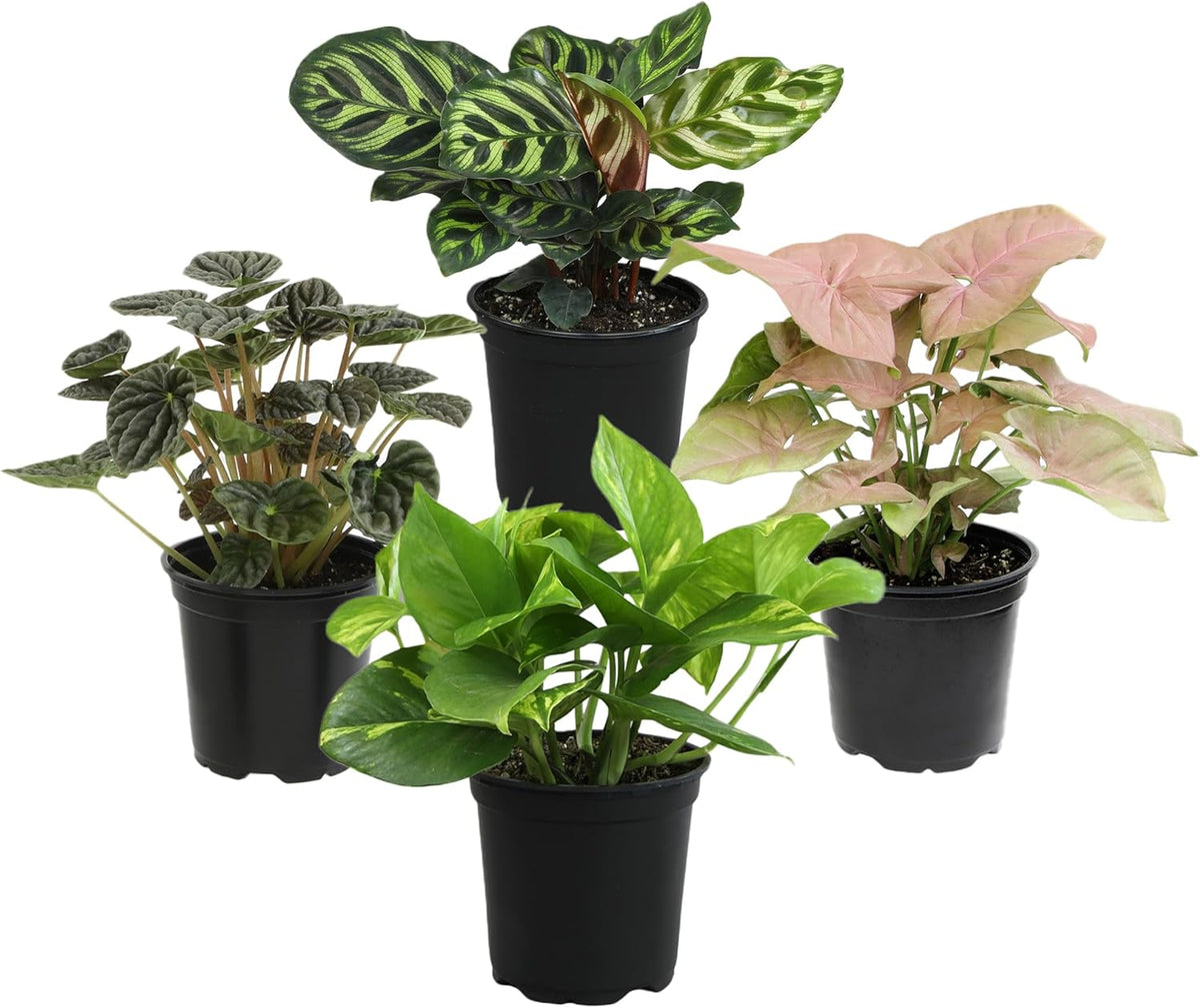 Essential Houseplant Collection (4PK) Live Plants Indoor Plants Live Houseplants in Plant Pots, Easy House Plants Indoors Live, Snake Plant, Pothos in Potting Soil, Clean Air Plants by