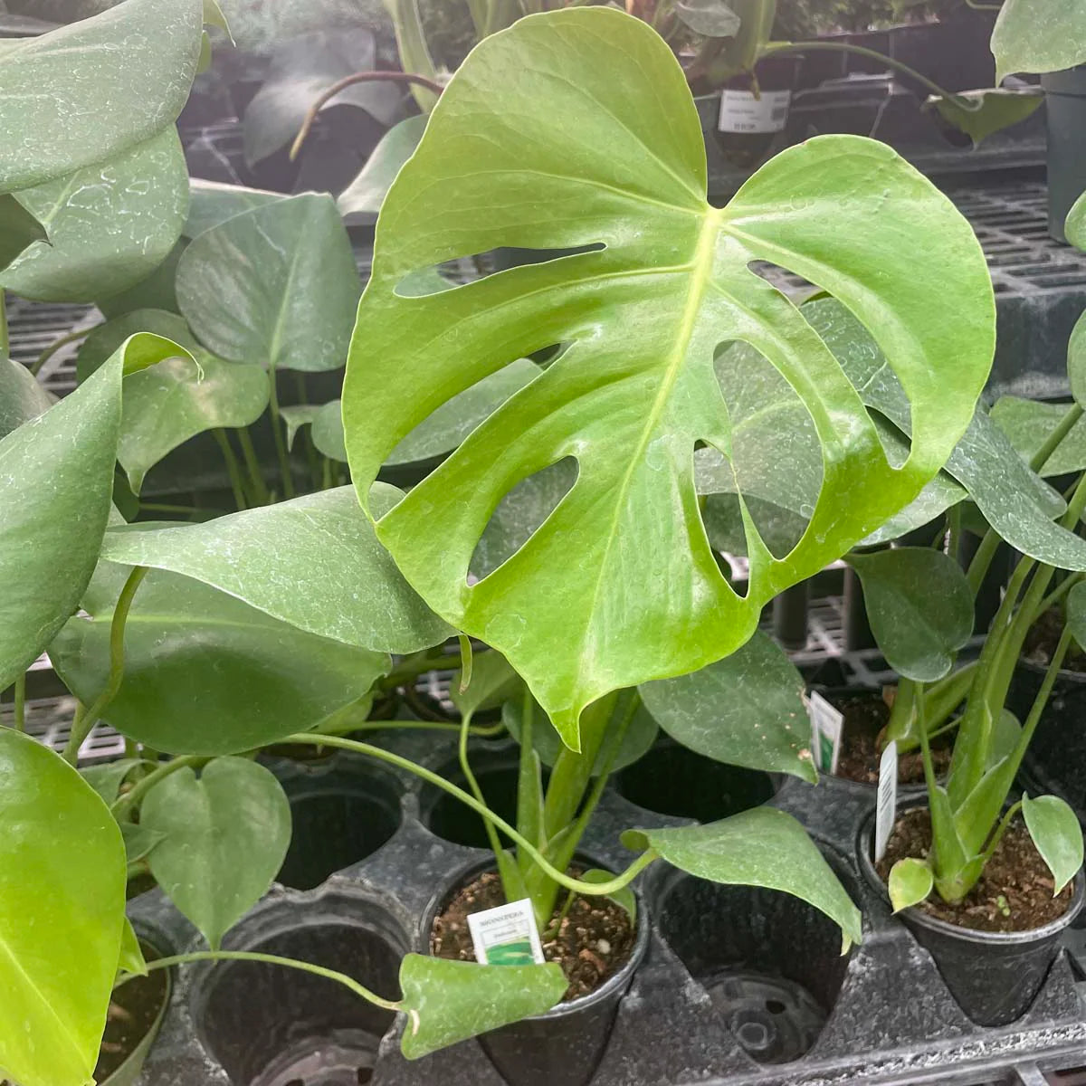Monstera Deliciosa - Swiss Cheese Plant