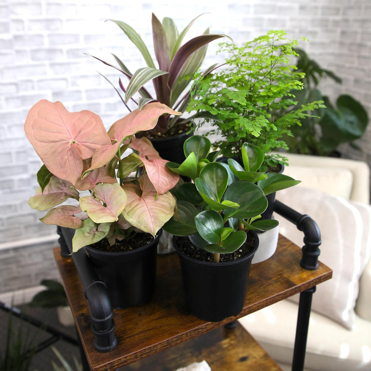 Essential Houseplant Collection (4PK) Live Plants Indoor Plants Live Houseplants in Plant Pots, Easy House Plants Indoors Live, Snake Plant, Pothos in Potting Soil, Clean Air Plants by