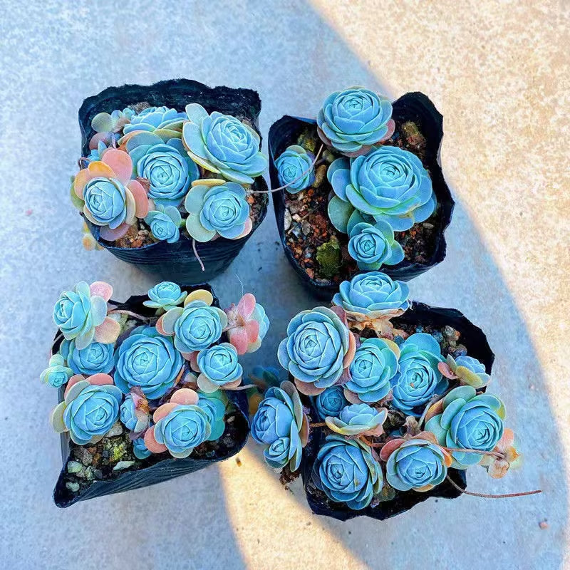Blue Succulents Witchford Lithops Seeds, 100Pcs/Pack