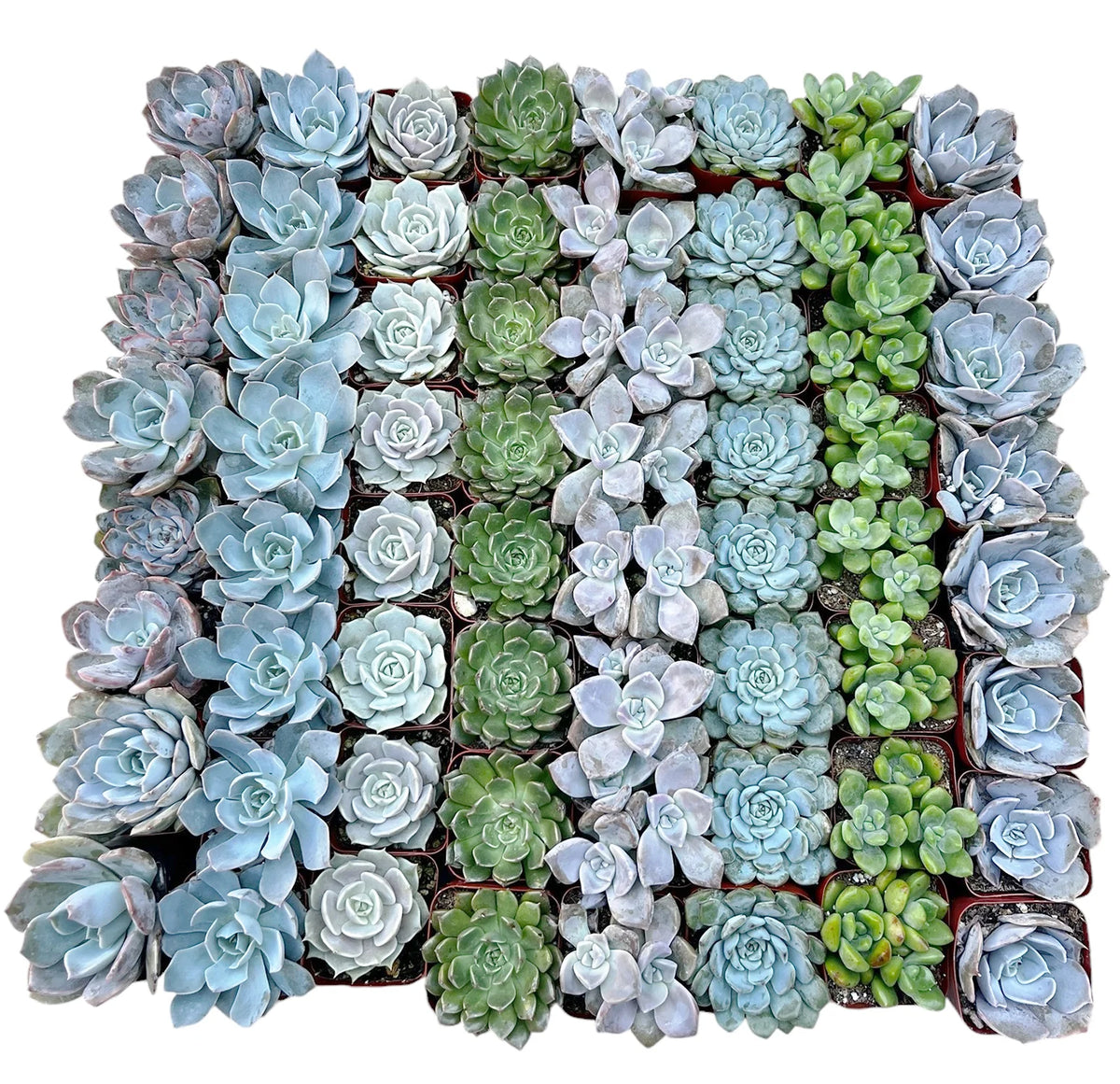 Wholesale Echeveria Rosette Succulents