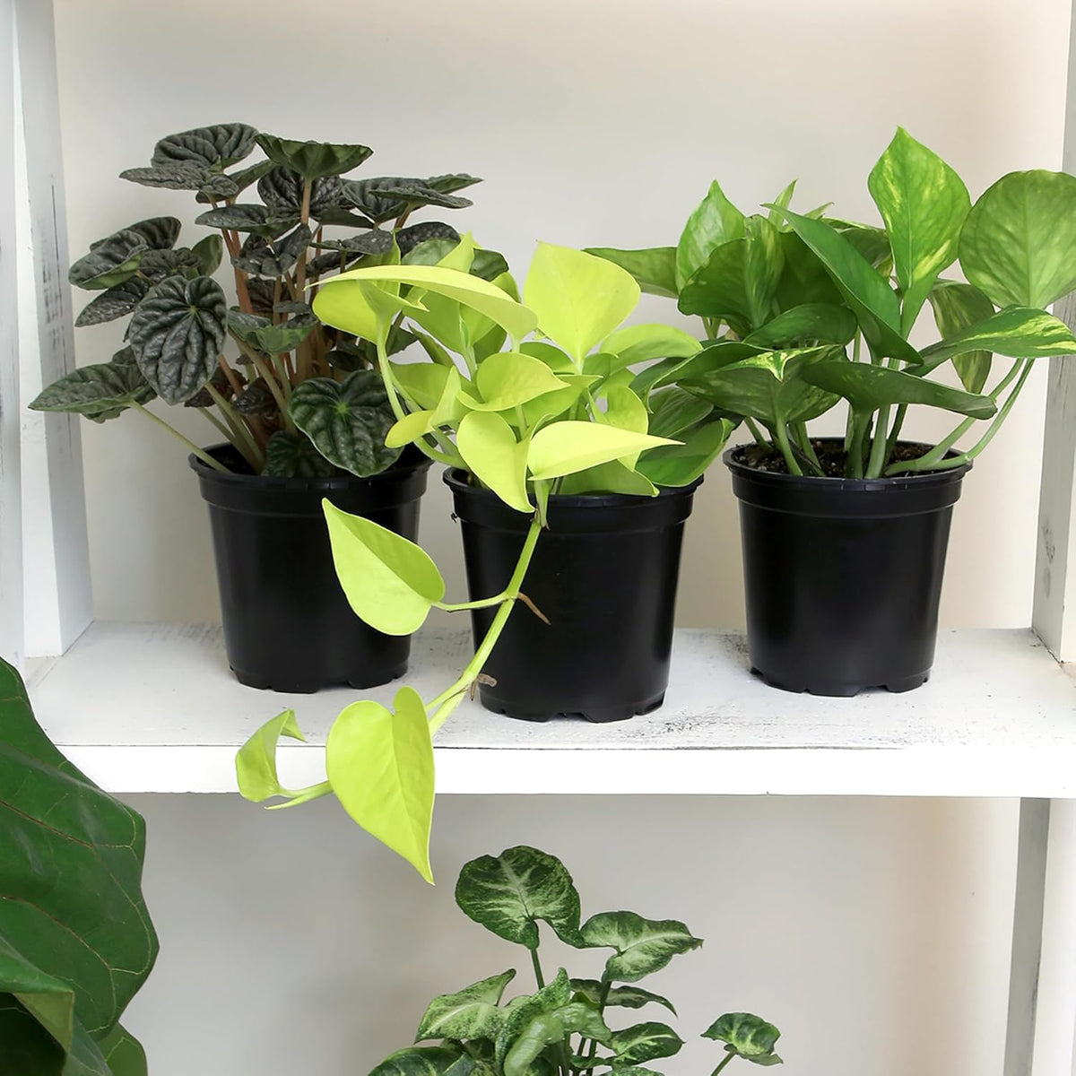 Essential Houseplant Collection (4PK) Live Plants Indoor Plants Live Houseplants in Plant Pots, Easy House Plants Indoors Live, Snake Plant, Pothos in Potting Soil, Clean Air Plants by