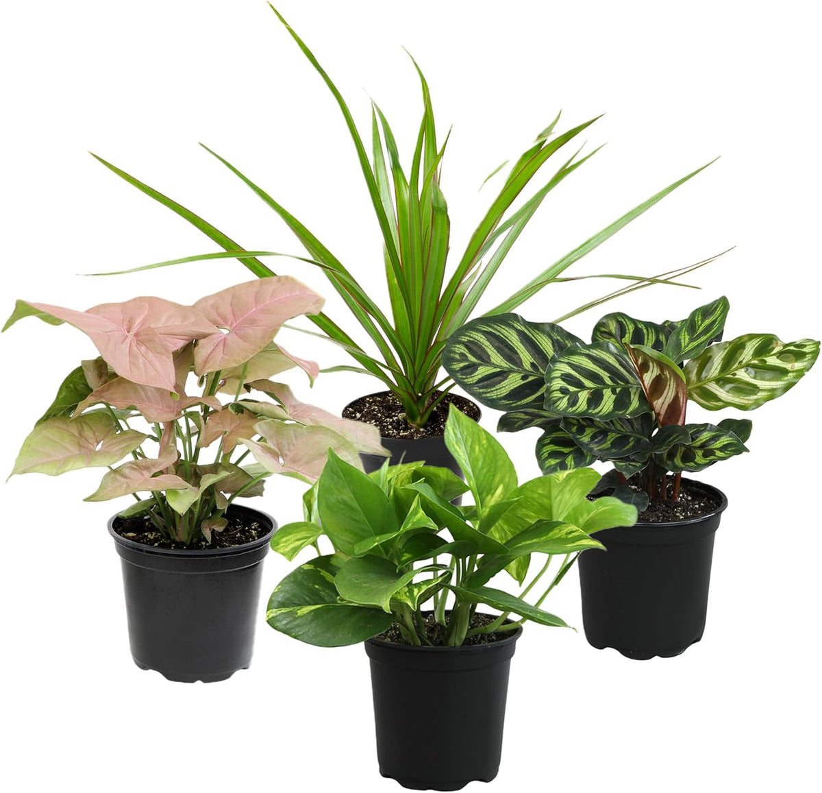 Essential Houseplant Collection (4PK) Live Plants Indoor Plants Live Houseplants in Plant Pots, Easy House Plants Indoors Live, Snake Plant, Pothos in Potting Soil, Clean Air Plants by