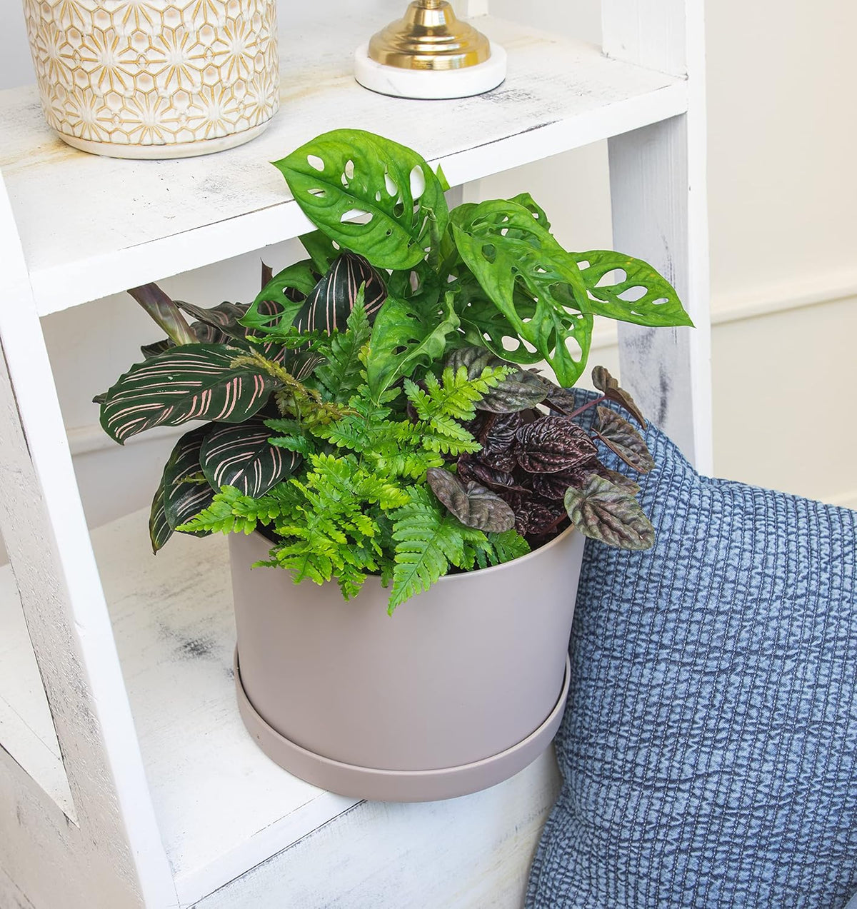 Essential Houseplant Collection (4PK) Live Plants Indoor Plants Live Houseplants in Plant Pots, Easy House Plants Indoors Live, Snake Plant, Pothos in Potting Soil, Clean Air Plants by