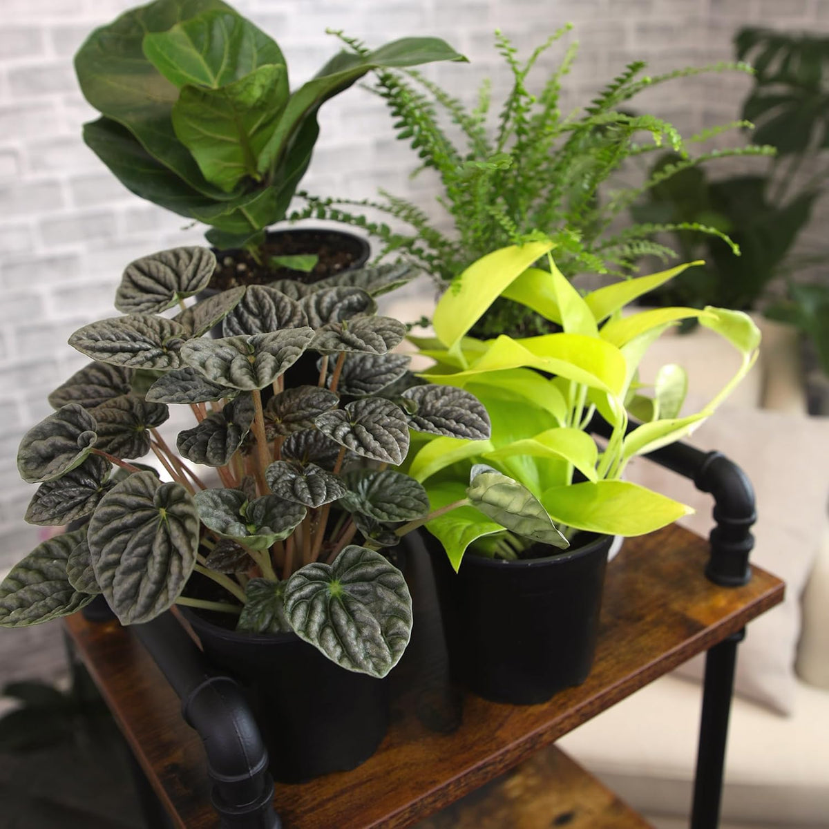 Essential Houseplant Collection (4PK) Live Plants Indoor Plants Live Houseplants in Plant Pots, Easy House Plants Indoors Live, Snake Plant, Pothos in Potting Soil, Clean Air Plants by