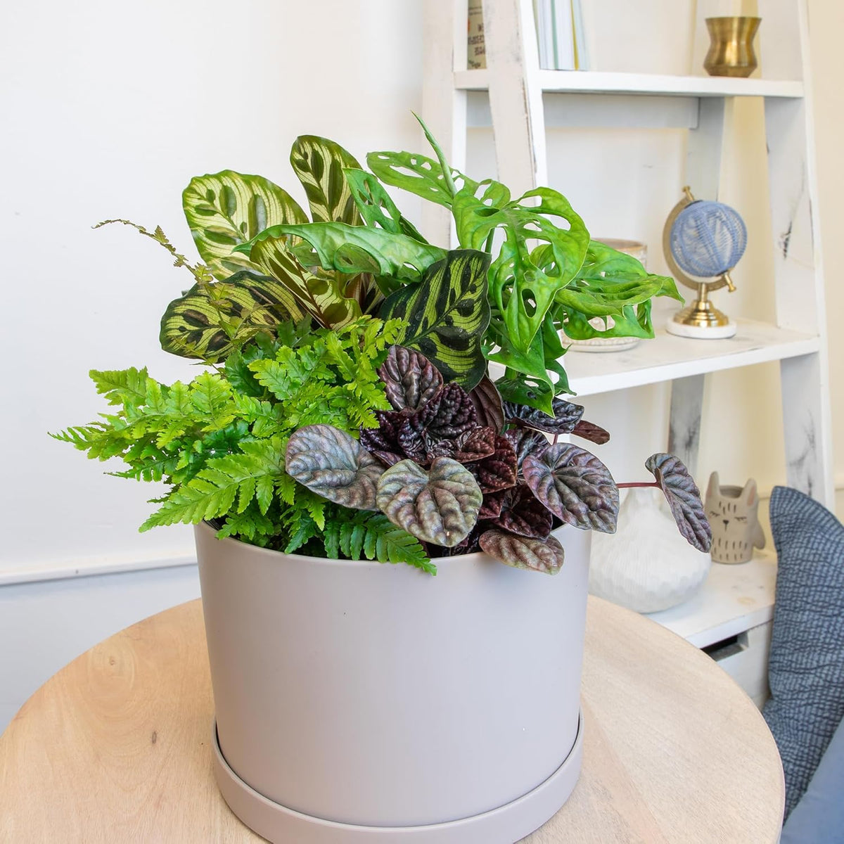 Essential Houseplant Collection (4PK) Live Plants Indoor Plants Live Houseplants in Plant Pots, Easy House Plants Indoors Live, Snake Plant, Pothos in Potting Soil, Clean Air Plants by