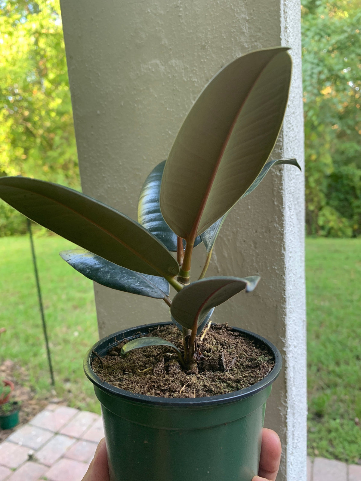 Burgundy Rubber Plant