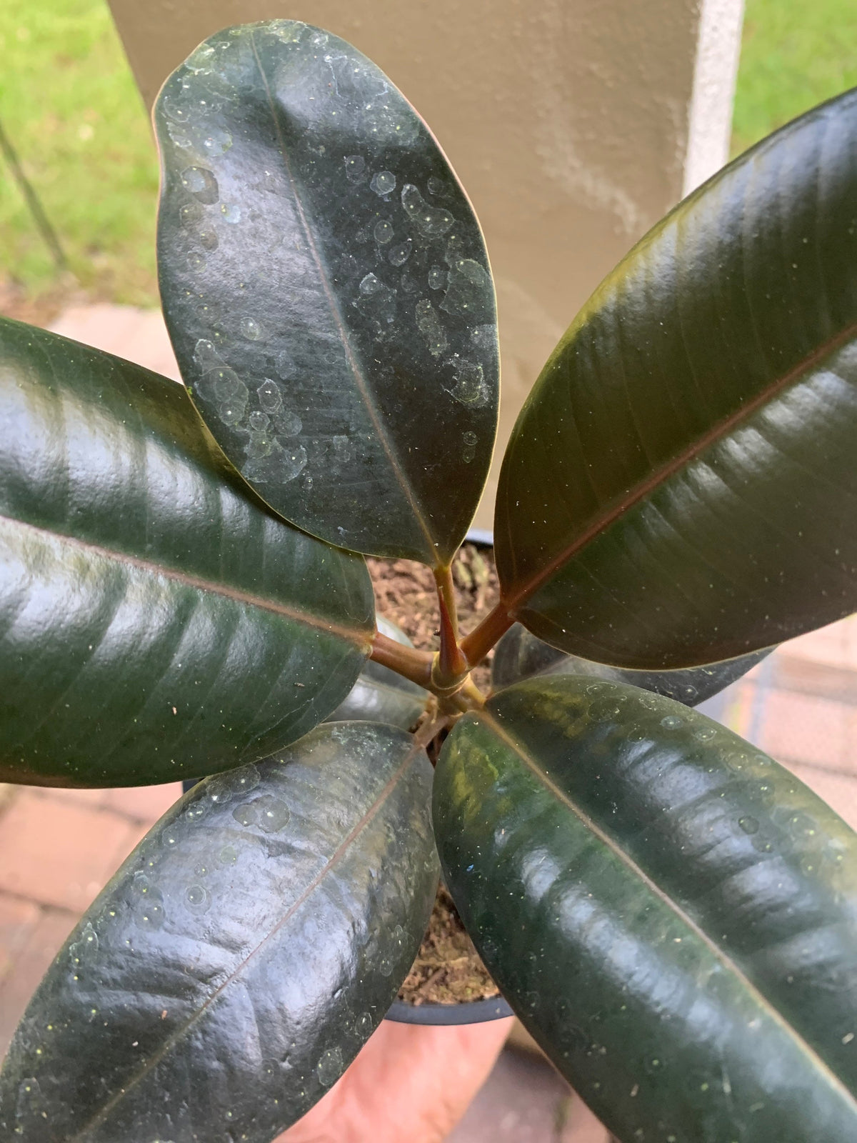 Burgundy Rubber Plant