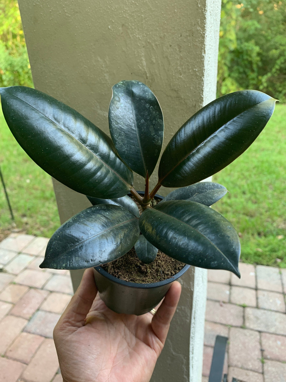 Burgundy Rubber Plant