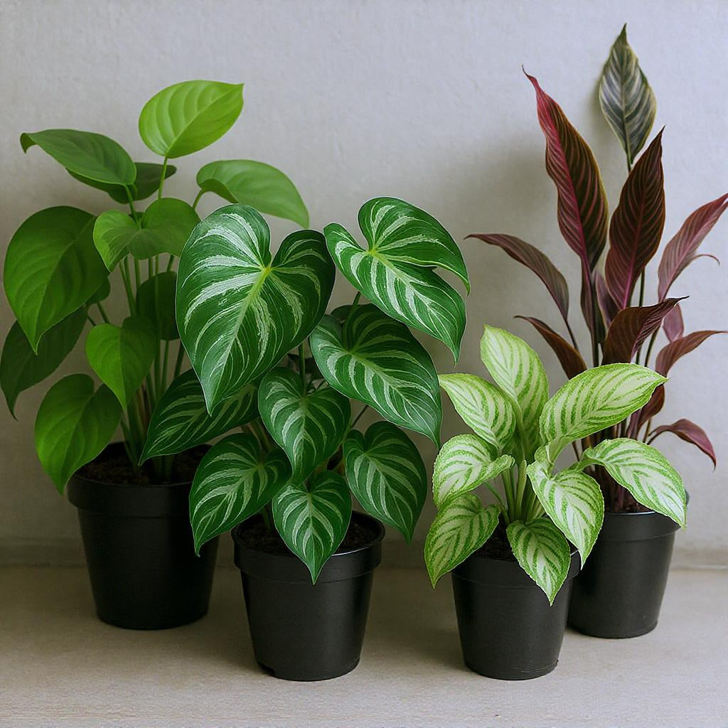 Essential Houseplant Collection (4PK) Live Plants